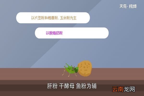 蛐蛐吃什么 蛐蛐是什么昆虫