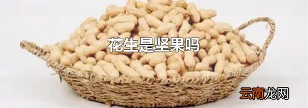 花生是坚果吗