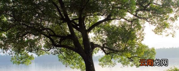 欲为大树,莫与草争的意思 欲为大树莫与草争的意思比喻
