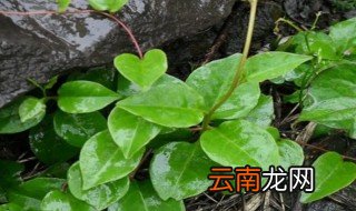 盆栽三七怎么养 三七怎么养