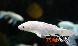 鱼该怎么养 怀孕的鱼该怎么养