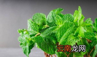 薄荷叶泡水喝能减肥吗 薄荷叶泡水喝能不能减肥