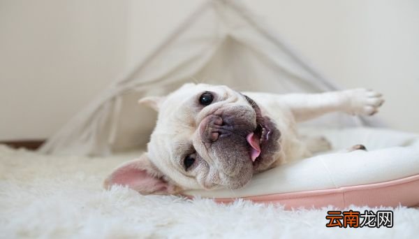 忠犬八公的故事 忠犬八公的故事讲了什么