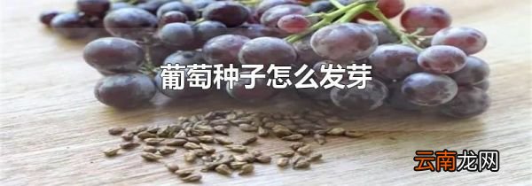 葡萄种子怎么发芽