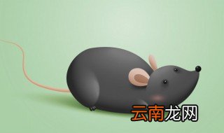 老鼠不吃东西能活多久 老鼠不吃东西能活多长时间