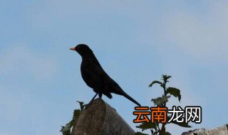 乌鸦的特点 乌鸦的特点介绍