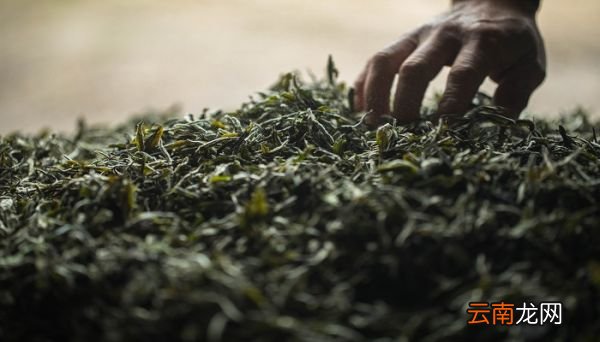 绞股蓝茶的功效与作用 绞股蓝茶有什么好处