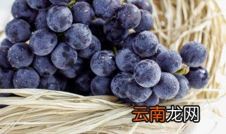 中原种植葡萄始于哪里哪个朝代