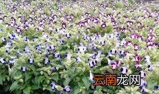 紫罗兰花怎么养好 罗兰花怎么养
