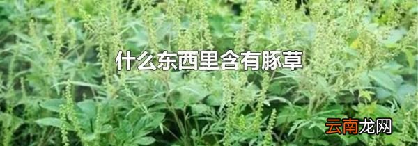 什么东西里含有豚草