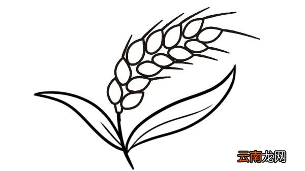 麦穗简笔画步骤麦穗简笔画教程