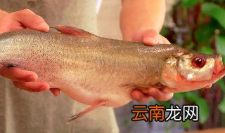 翘嘴鱼难养吗 翘嘴鱼怎么养才不会死