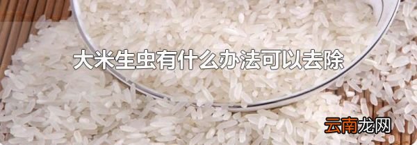 大米生虫有什么办法可以去除
