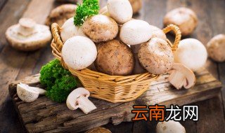 油蘑菇的家常做法 油蘑菇怎么做