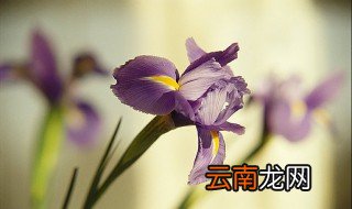 好听且冷门的植物名 冷门好听的花名及花语详解