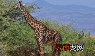 长颈鹿的脚印什么形状 长颈鹿的脚印是什么样