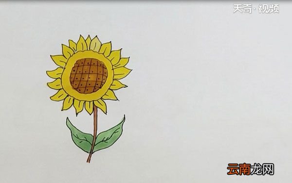 向日葵图片简笔画