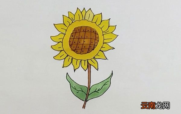 向日葵图片简笔画