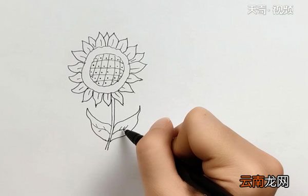 向日葵图片简笔画