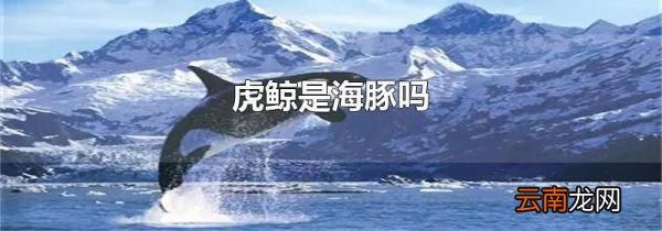 虎鲸是海豚吗
