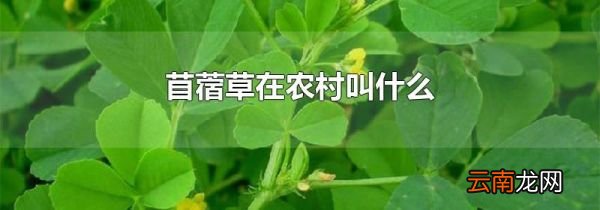 苜蓿草在农村叫什么
