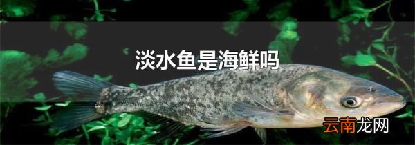 淡水鱼是海鲜吗