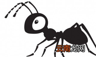 蚂蚁读音 蚂蚁的简介
