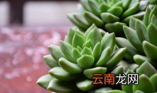 栽种多肉植物注意什么 种多肉植物需要注意什么