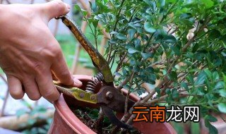 夏天栽种米兰花苗需要注意什么