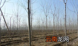 速生白蜡管理方法 冬季栽种速生白蜡注意事项