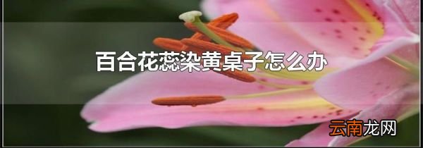 百合花蕊染黄桌子怎么办