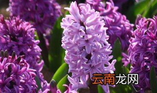 风信子的寓意是什么 风信子有什么意义