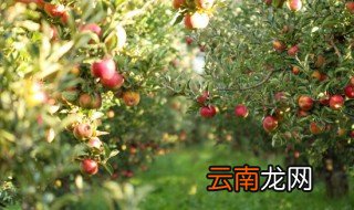 院子里种什么树最旺风水财富 院子里最旺家的树是什么树
