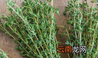罗勒叶和迷迭香的区别 罗勒叶和迷迭香有哪些区别