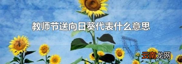 教师节送向日葵代表什么意思