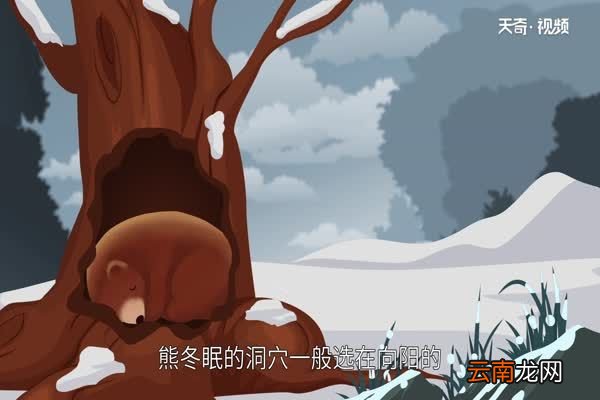 熊冬眠吗 熊是怎样冬眠的