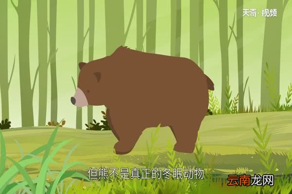熊冬眠吗 熊是怎样冬眠的