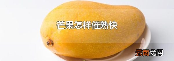 芒果怎样催熟快