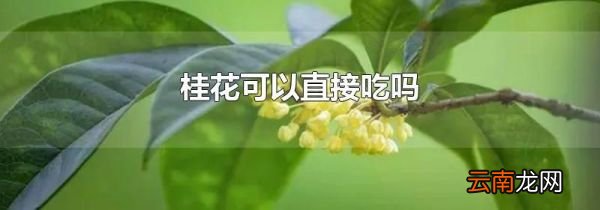 桂花可以直接吃吗