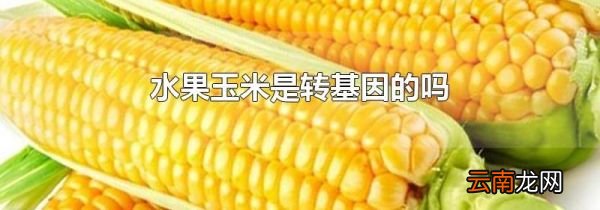 水果玉米是转基因的吗
