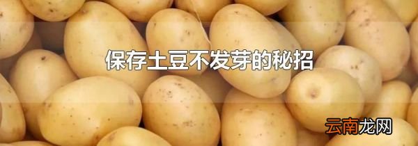保存土豆不发芽的秘招