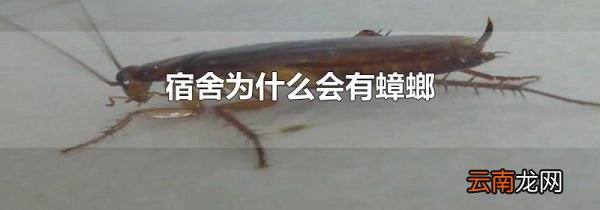 宿舍为什么会有蟑螂