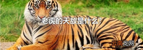 老虎的天敌是什么?