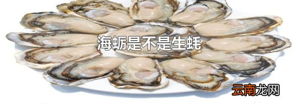 海蛎是不是生蚝