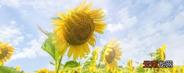 医师节送什么花 医师节送什么花比较好