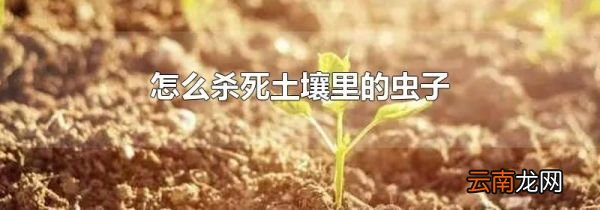 怎么杀死土壤里的虫子