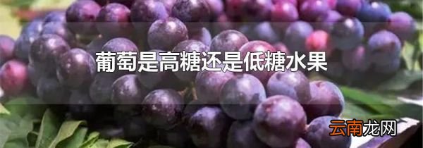 葡萄是高糖还是低糖水果