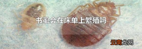 书虱会在床单上繁殖吗