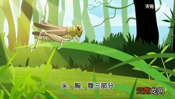 蝗虫是节肢动物吗 蝗虫是不是节肢动物