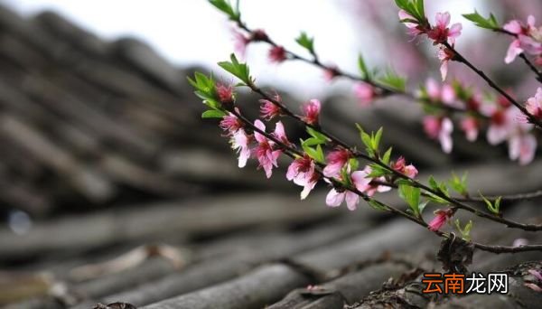 桃花罗隐翻译及赏析 桃花罗隐翻译和赏析